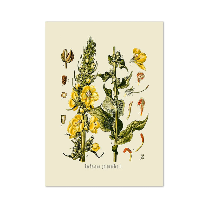 Ainsley French Botanical Art Prints