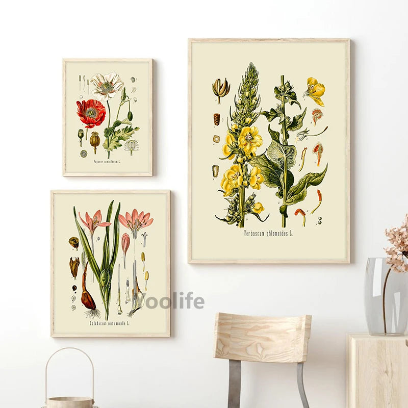 Ainsley French Botanical Art Prints