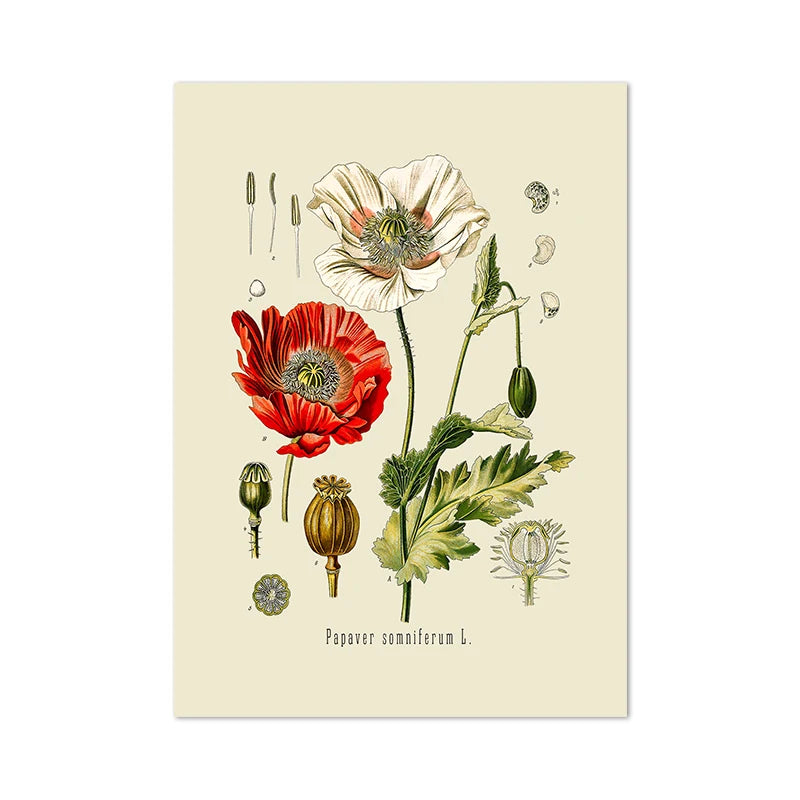 Ainsley French Botanical Art Prints
