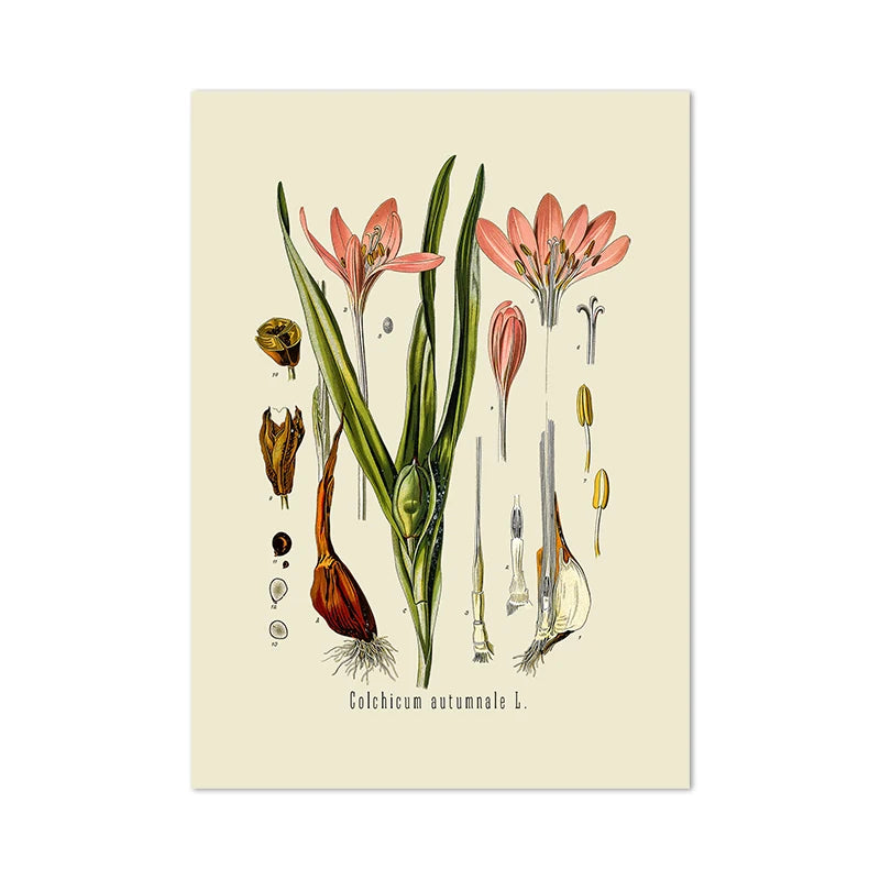 Ainsley French Botanical Art Prints