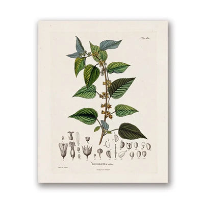Ainsley French Botanical Art Prints