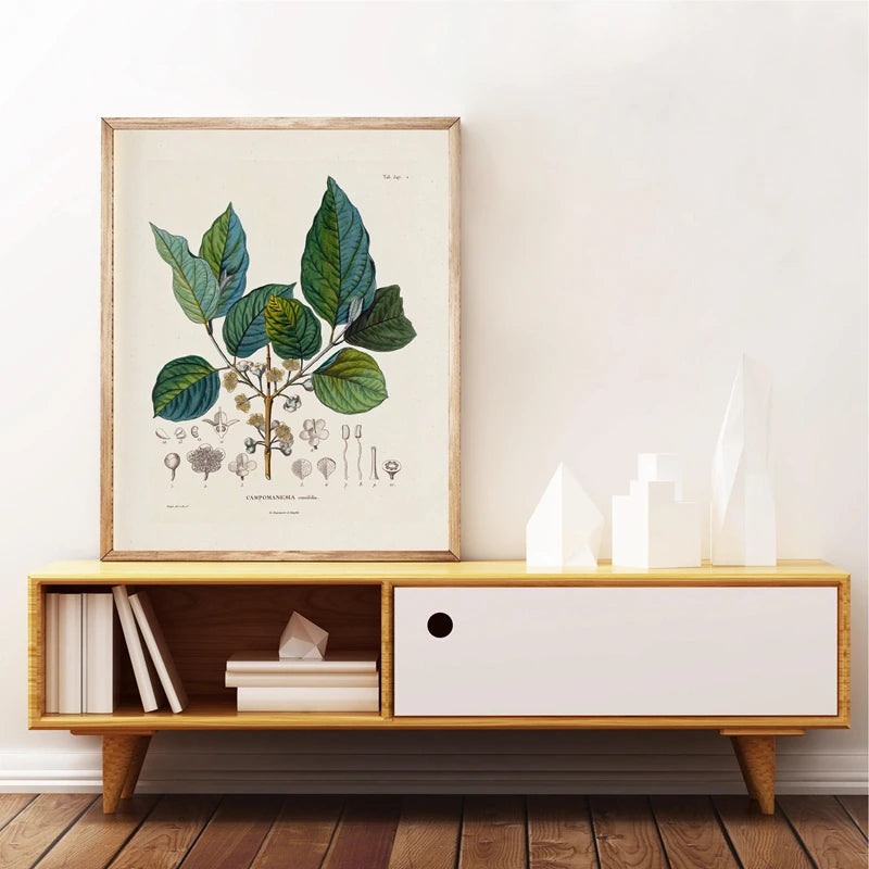 Ainsley French Botanical Art Prints