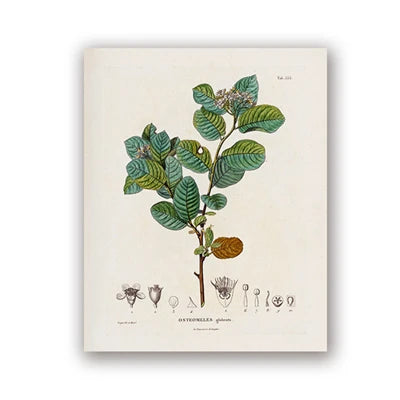 Ainsley French Botanical Art Prints