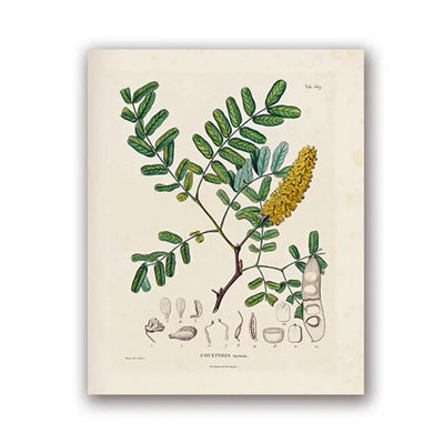 Ainsley French Botanical Art Prints