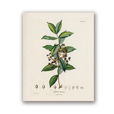 Ainsley French Botanical Art Prints