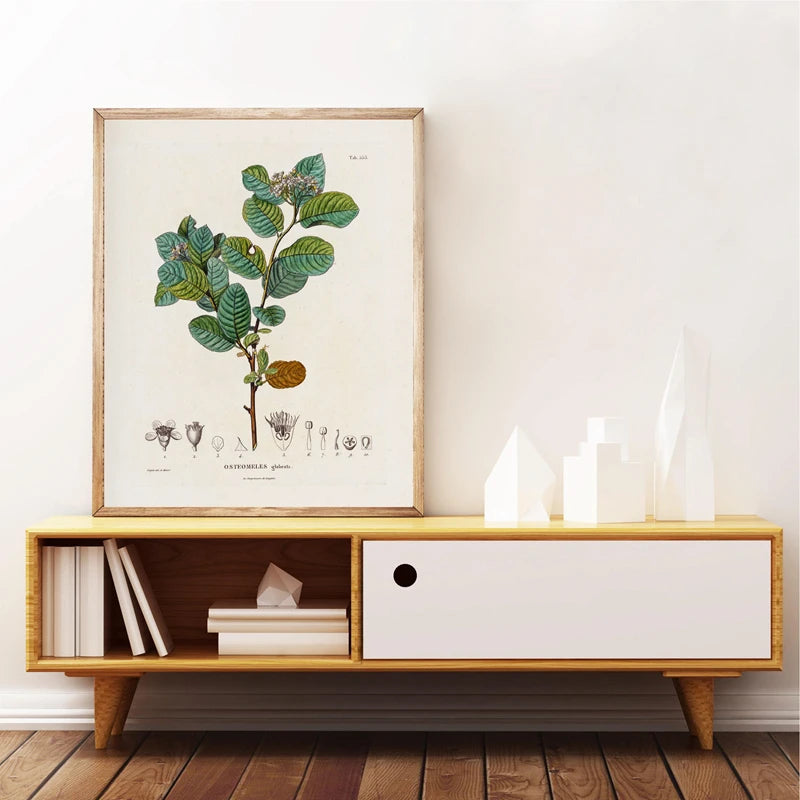 Ainsley French Botanical Art Prints