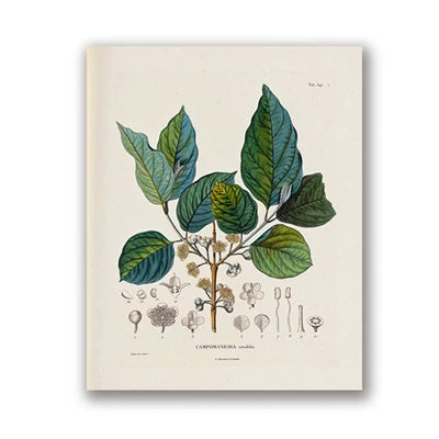 Ainsley French Botanical Art Prints
