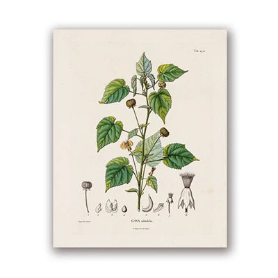 Ainsley French Botanical Art Prints