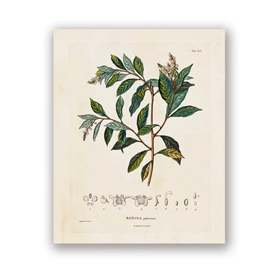 Ainsley French Botanical Art Prints