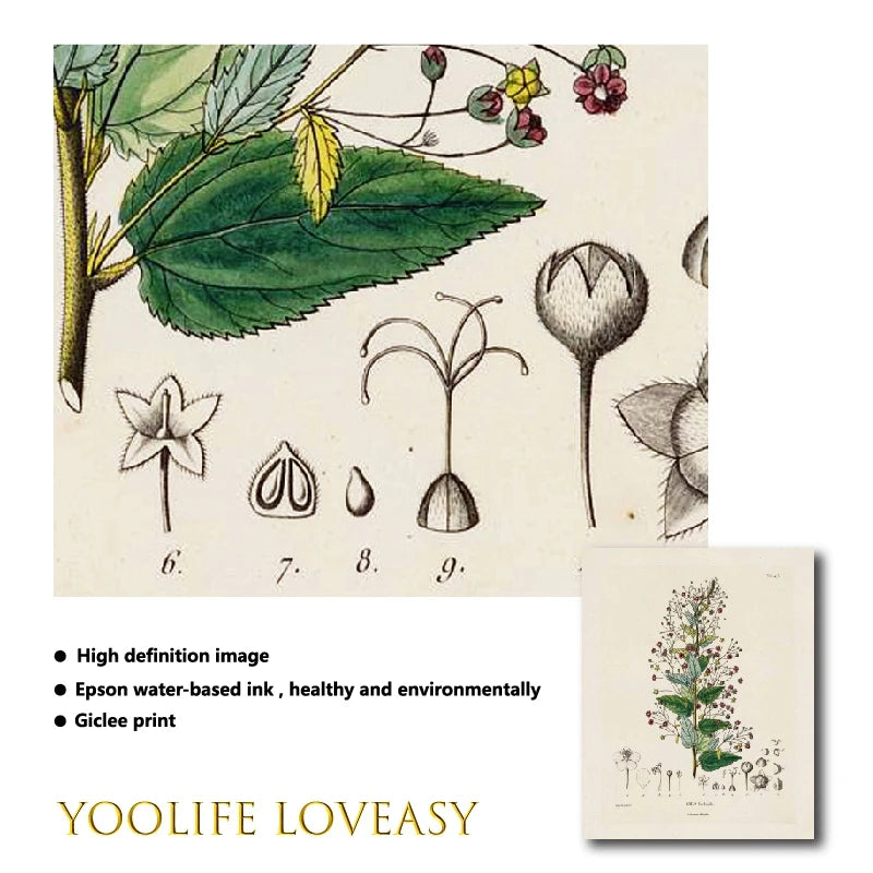 Ainsley French Botanical Art Prints