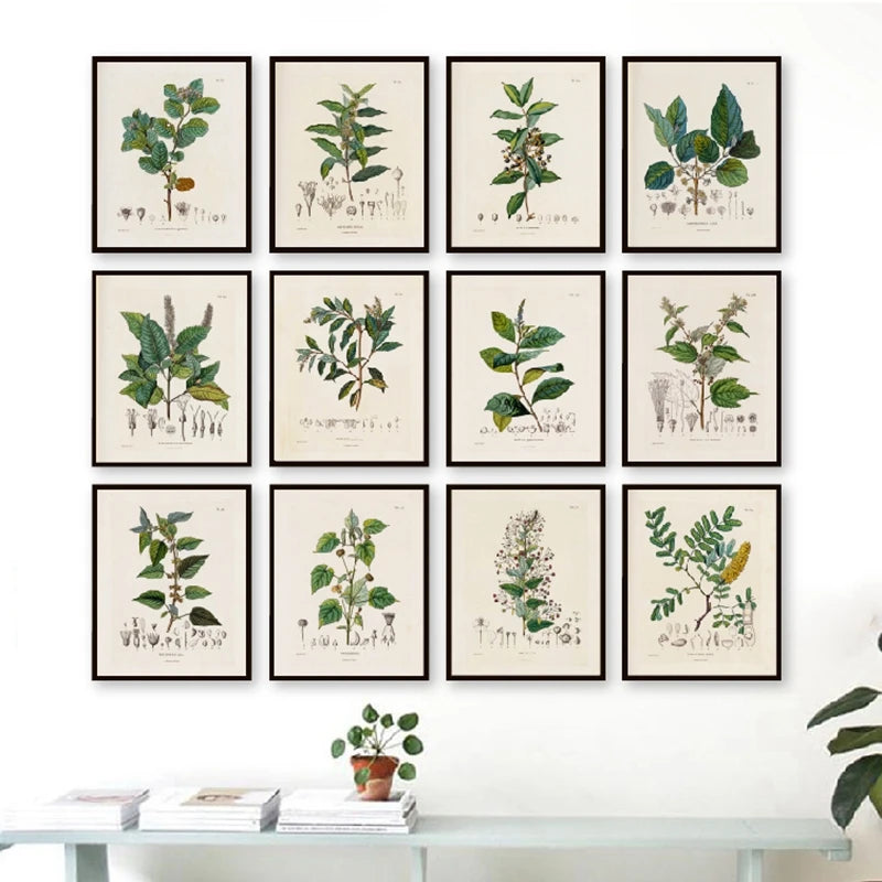 Ainsley French Botanical Art Prints