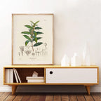 Ainsley French Botanical Art Prints