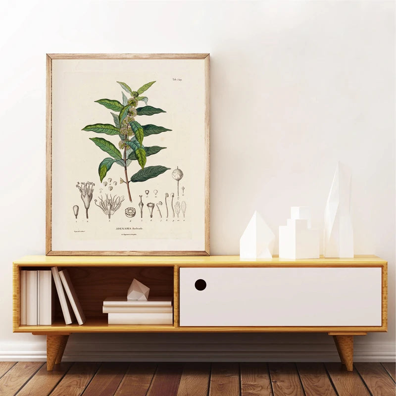 Ainsley French Botanical Art Prints