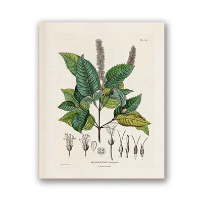 Ainsley French Botanical Art Prints