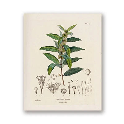 Ainsley French Botanical Art Prints