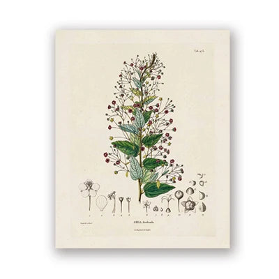 Ainsley French Botanical Art Prints