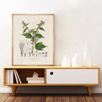 Ainsley French Botanical Art Prints