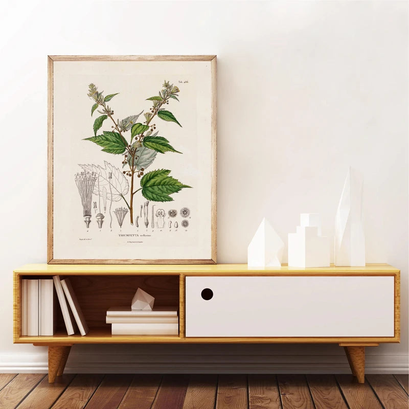 Ainsley French Botanical Art Prints