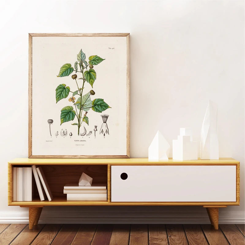 Ainsley French Botanical Art Prints