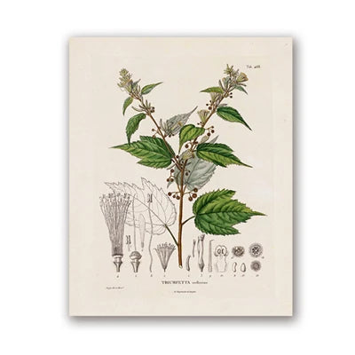 Ainsley French Botanical Art Prints