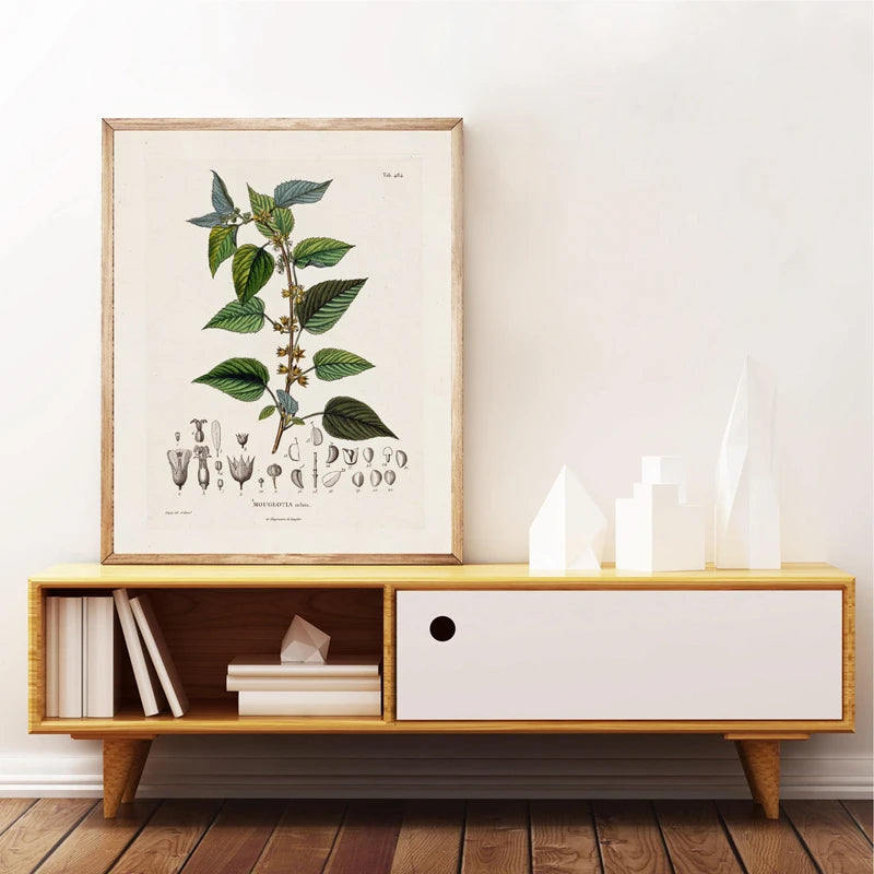 Ainsley French Botanical Art Prints