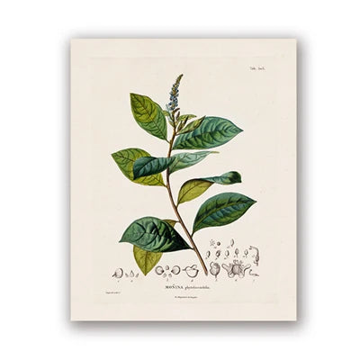 Ainsley French Botanical Art Prints