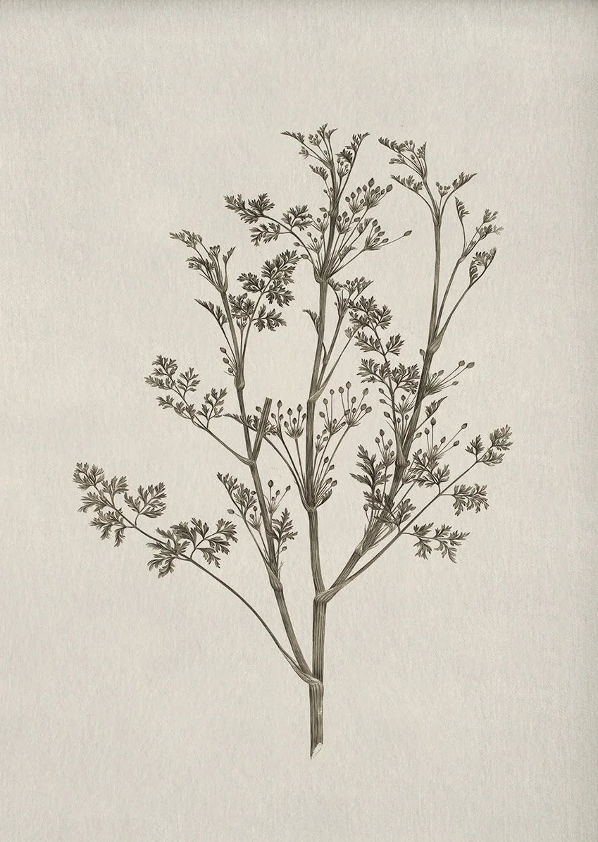 Florence Botanical Blossom Prints