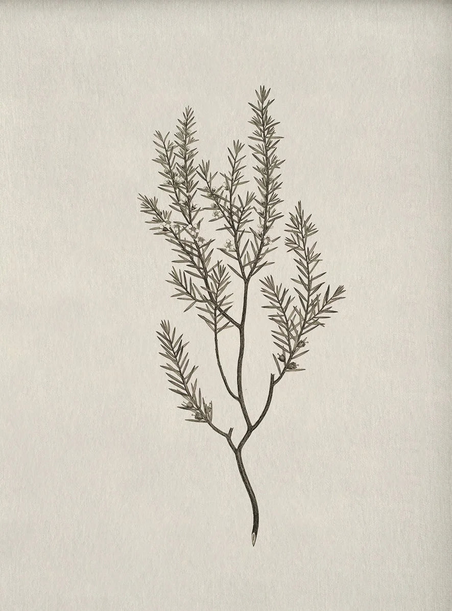 Florence Botanical Blossom Prints
