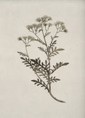 Florence Botanical Blossom Prints
