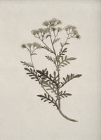 Florence Botanical Blossom Prints