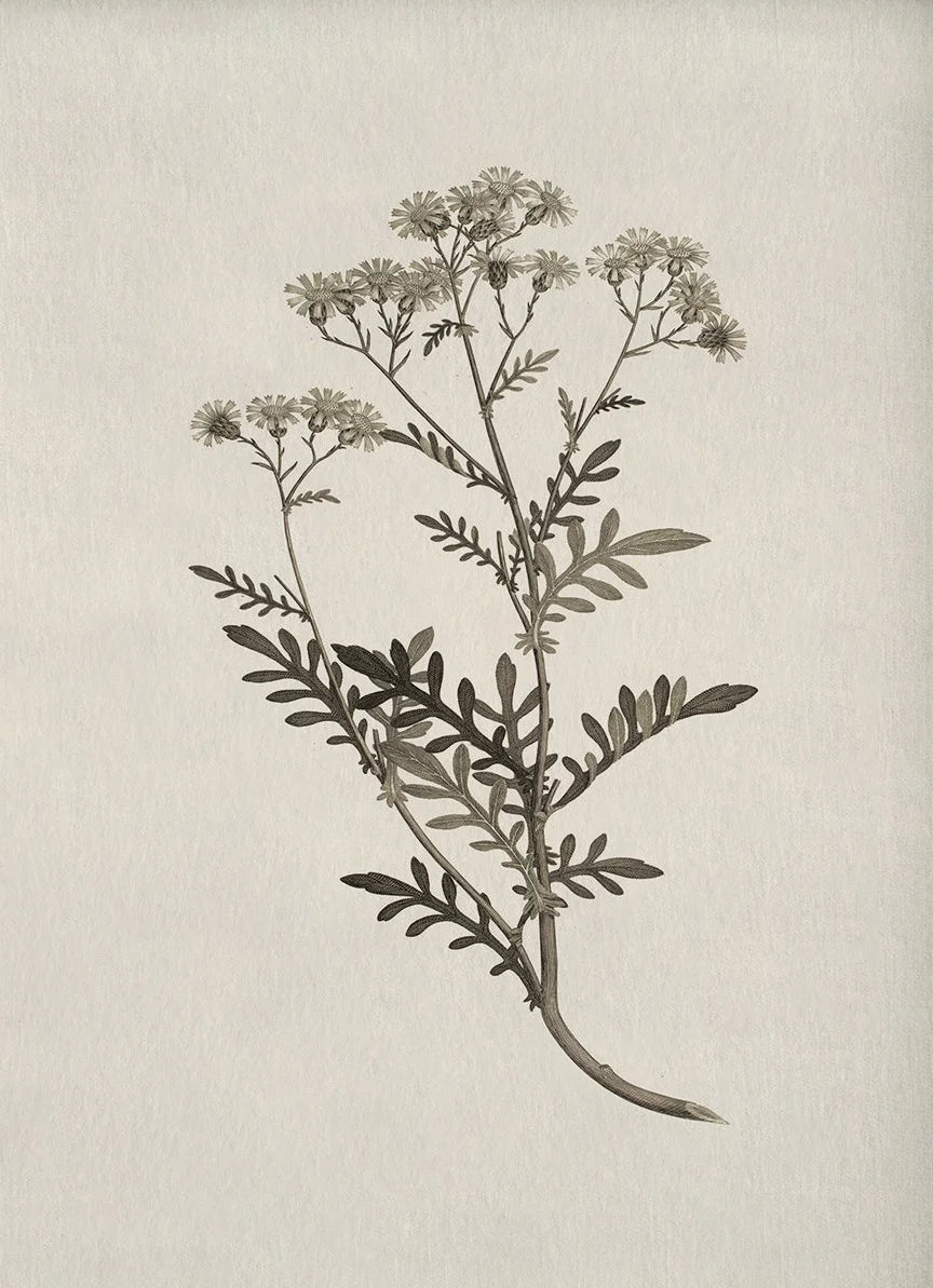 Florence Botanical Blossom Prints