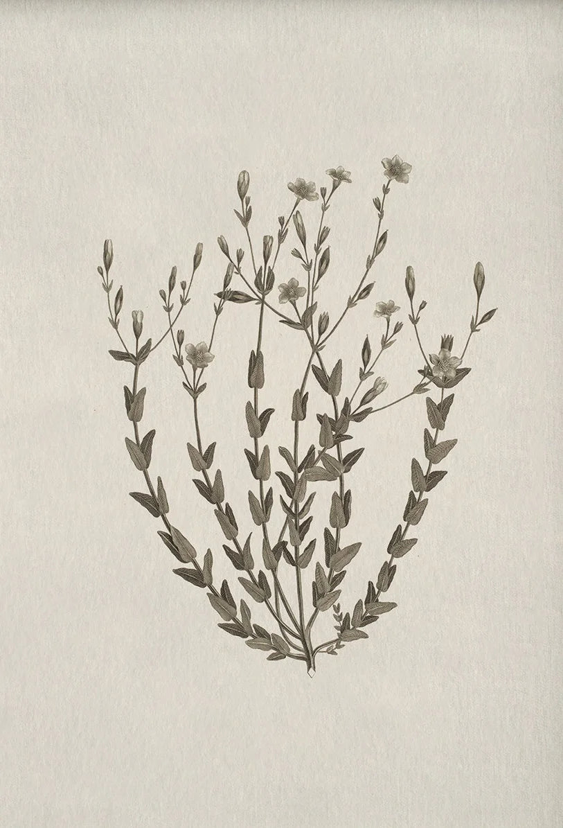Florence Botanical Blossom Prints