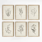 Florence Botanical Blossom Prints