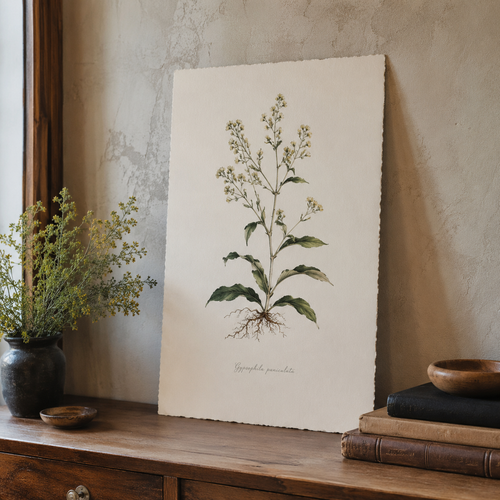 Ainsley French Botanical Art Prints in a cozy Vale & Lume interior